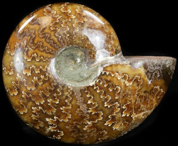 Cleoniceras Ammonite Fossil - Madagascar #41648